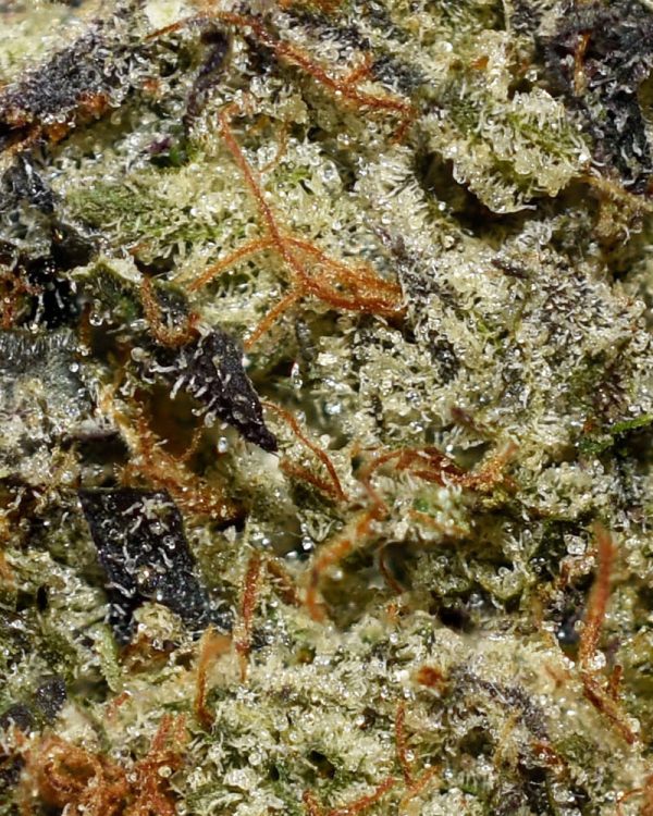 Mike Tyson AAAA+ Trichomes