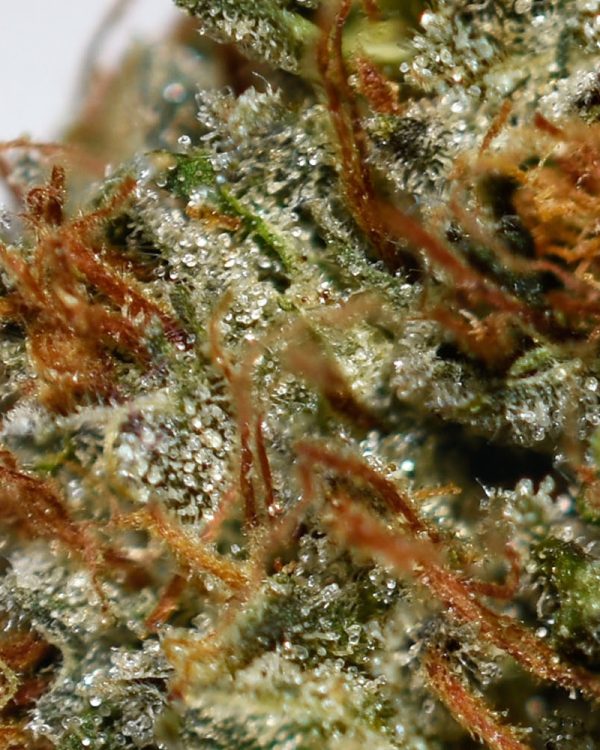 OG Kush AA Trichomes