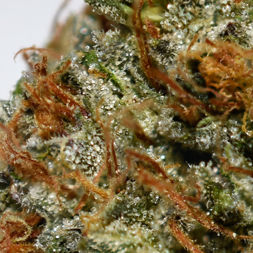 OG Kush AA Trichomes