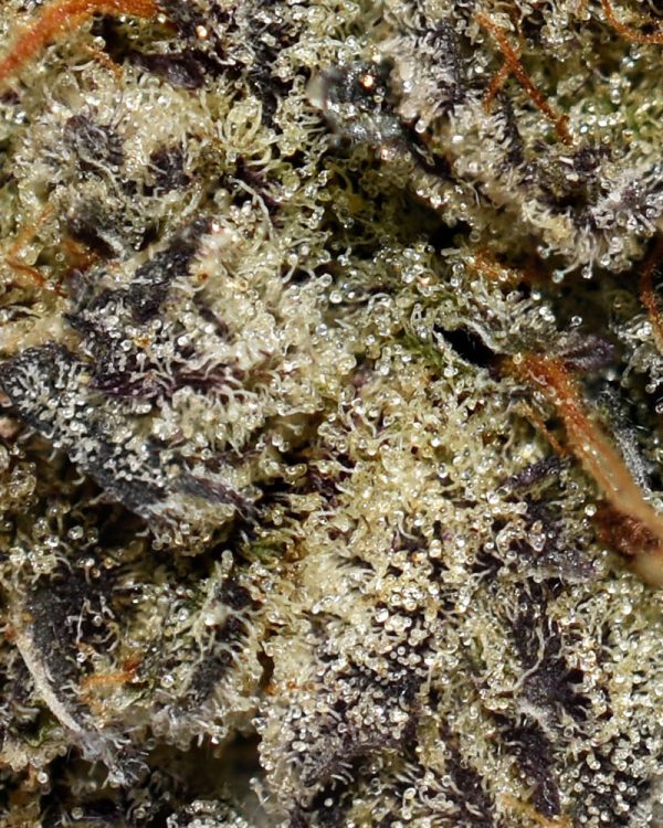 Purple Zombie AAAA+ Trichomes