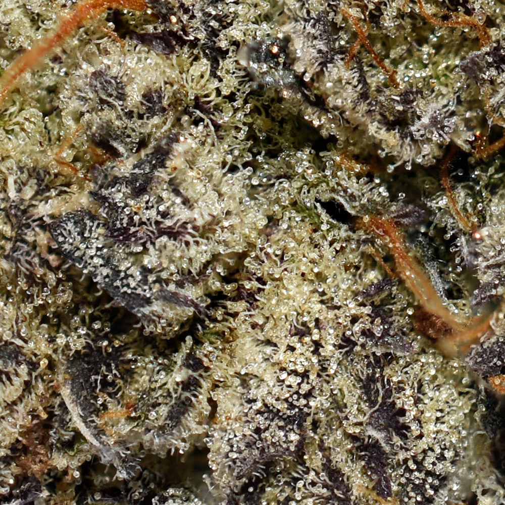 Purple Zombie AAAA+ Trichomes