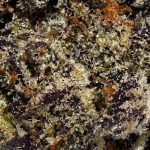 Blackberry Cheesecake AAAA+ Trichomes
