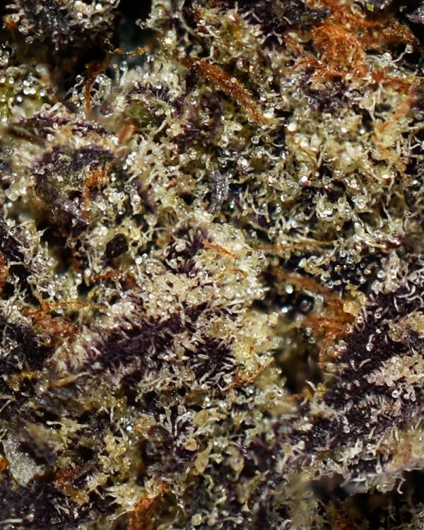 Blackberry Cheesecake AAAA+ Trichomes
