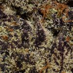 Critical Purple AAAA+ Trichomes