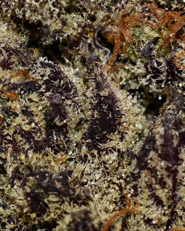 Critical Purple AAAA+ Trichomes