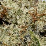 Grape Octane AAAA+ Trichomes