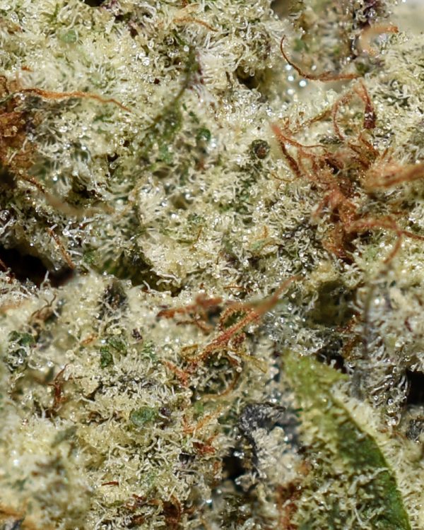 Grape Octane AAAA+ Trichomes